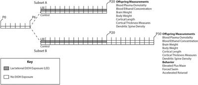 Alcohol and lactation: Developmental deficits in a mouse model